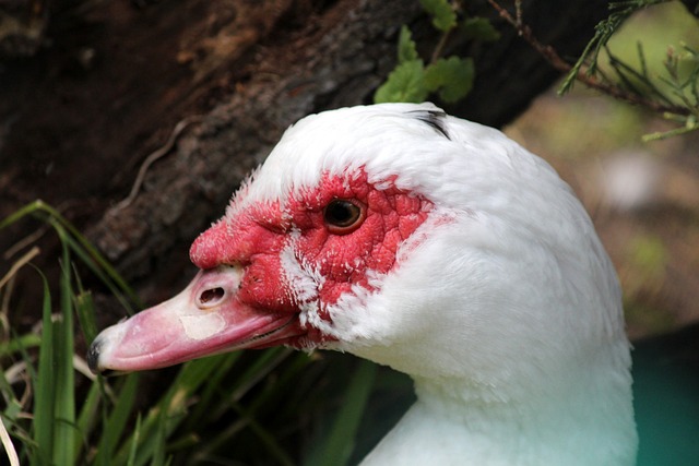 只是为了向 只是为了向